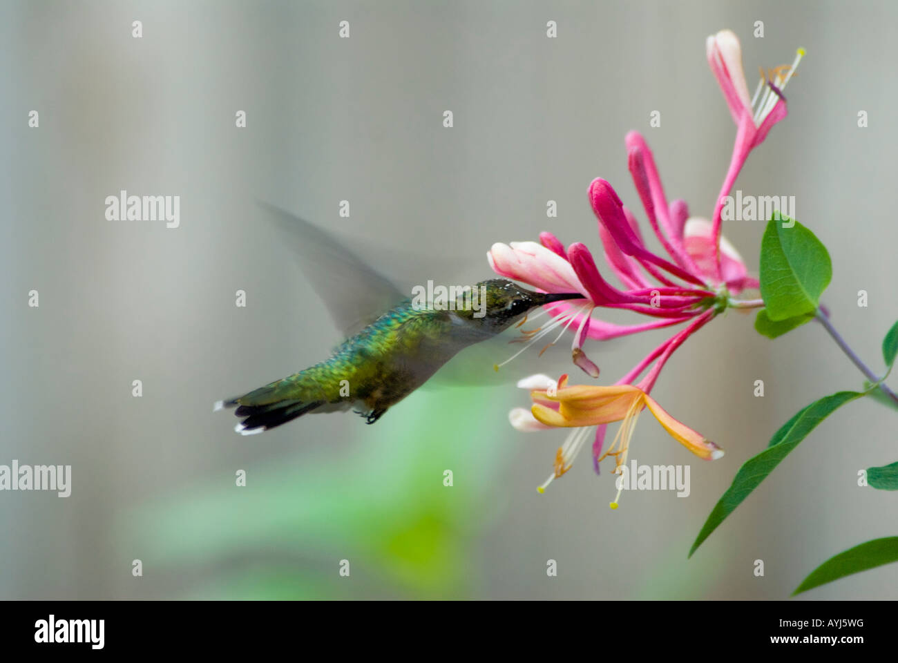 Eine unreife männliche Ruby – Throated Kolibri, Archochus Colubris, ernährt sich von einer Goldflame Geißblatt, Lonicera Heckrottii, Bloom. Oklahoma, USA. Stockfoto