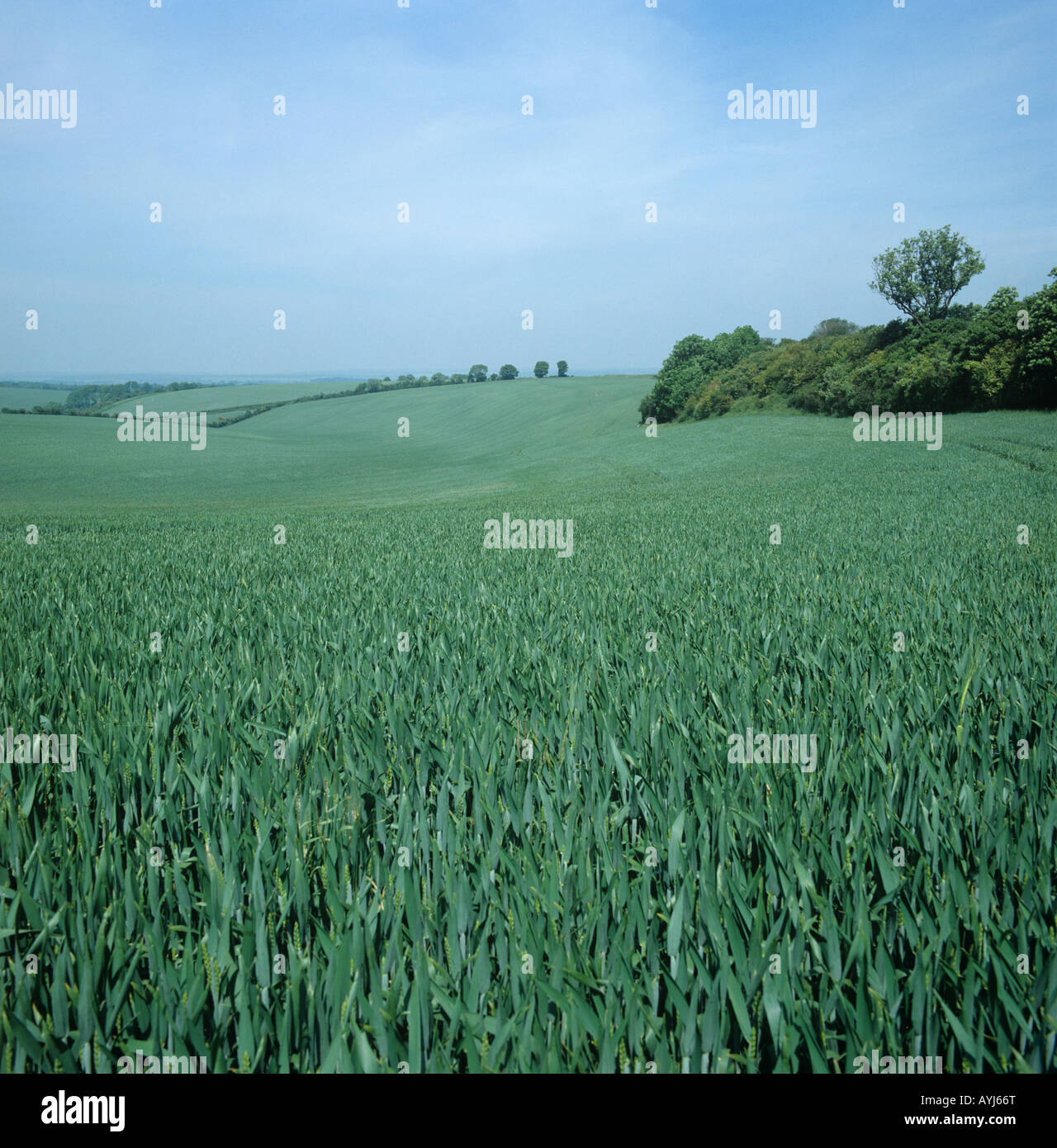 Seasons Serie große Kreide Downland Field Combe Berkshire Weizenernte in das Ohr Juni kommen Stockfoto