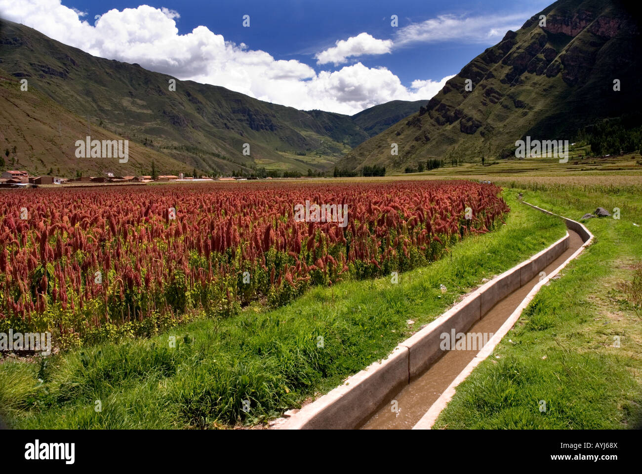 Einen Bewässerungskanal neben einem Feld von Quinoa in den peruanischen Anden Stockfoto