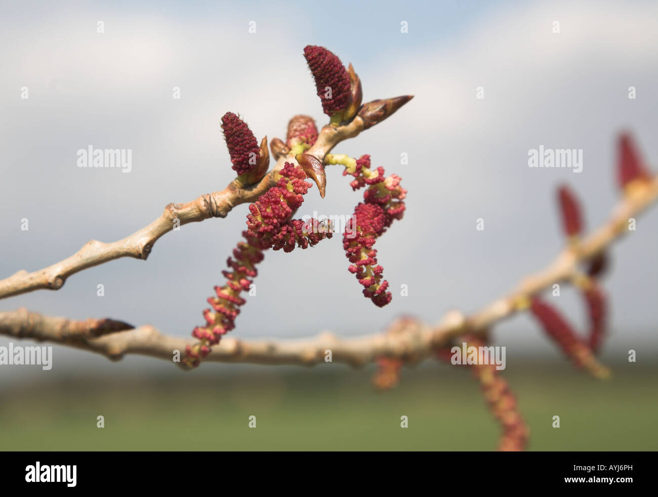 Roten Kätzchen der männlichen Schwarz-Pappel - Populus nigra Stockfoto