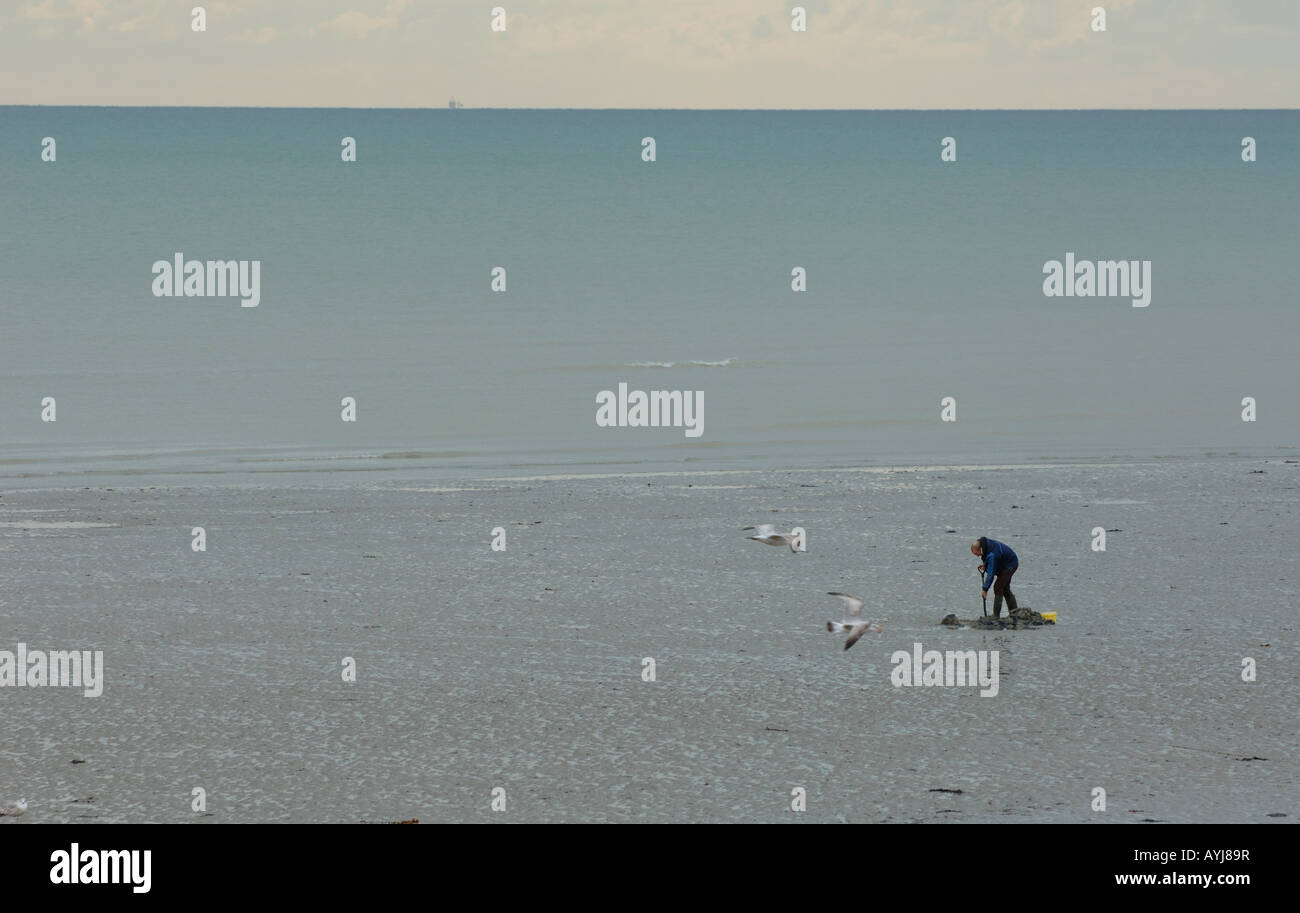 Worthing Strand bei Ebbe als lokale Fischer gräbt für Köder. Bild von Jim Holden. Stockfoto