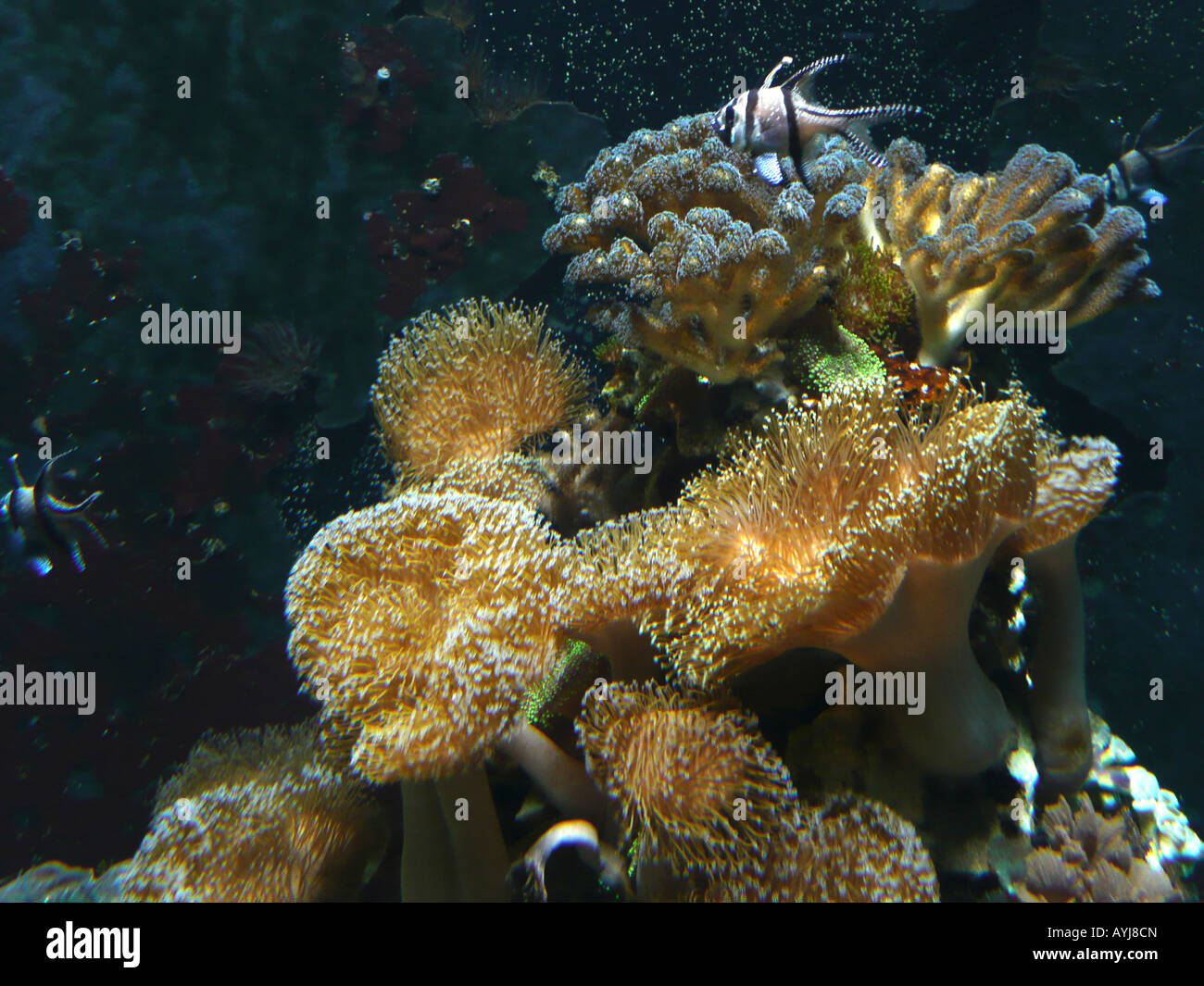 Nausikaa Aquarium National Sea Center Boulogne Sur Mer Pas De Calais Frankreich Stockfoto