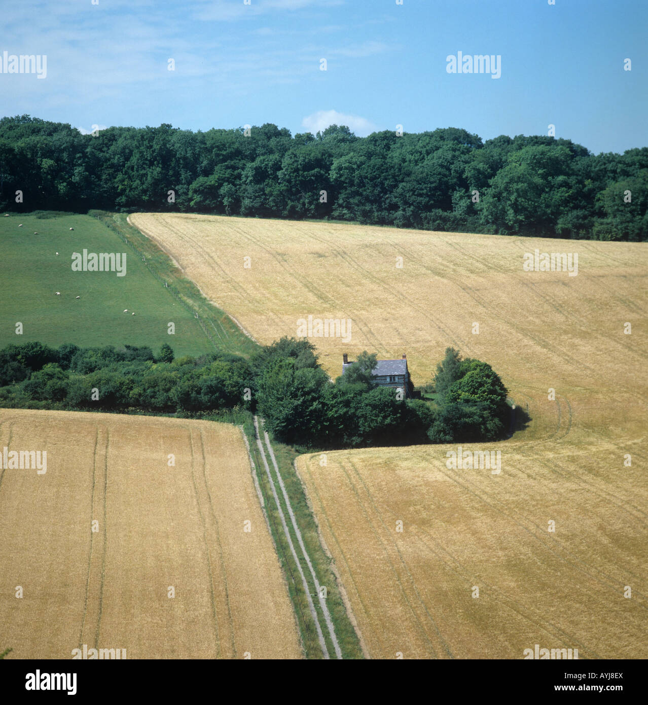 Jahreszeiten-Serie von vier Feldern bei Vernham Dean Hampshire Reife Gerste Juli Stockfoto