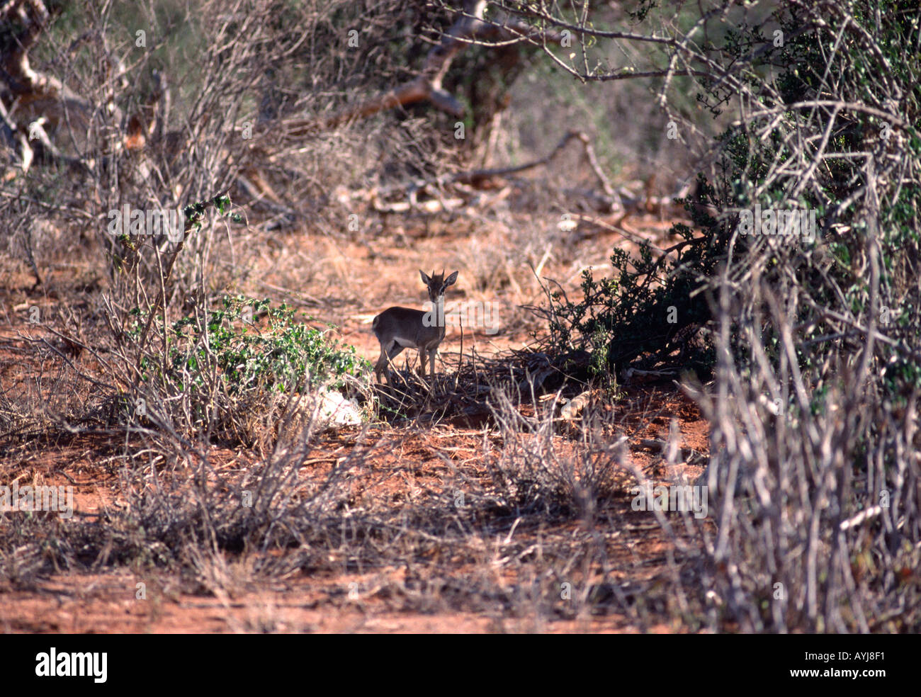 Die Dik Dik-Antilope, eines der kleinsten Tiere in Afrika über 15 Zoll hoch Stockfoto