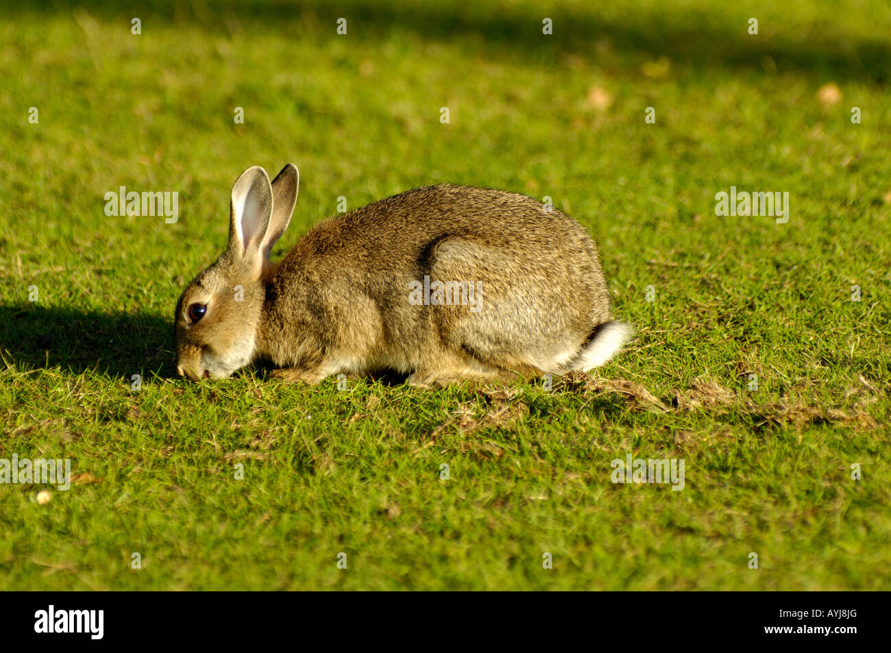 Kaninchen Oryctolagus Cunniculus Abendlicht Stockfoto