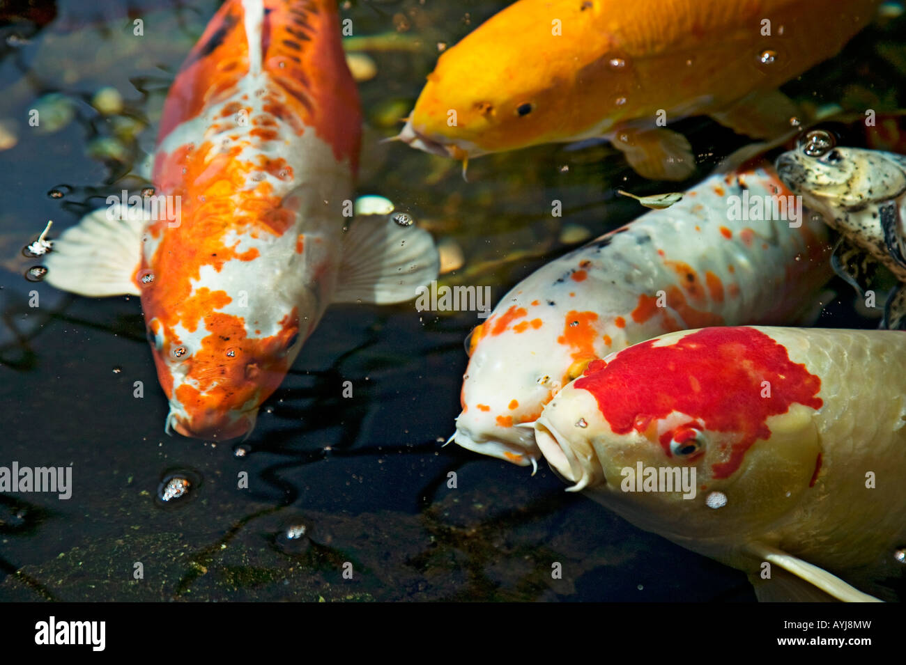 Karpfen im Teich Stockfotografie Alamy