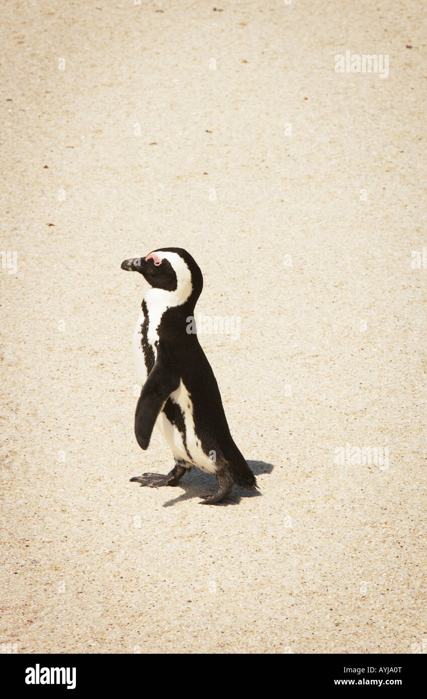 Afrikanischer Penguin bei Boulders Beach, South Africa Stockfoto