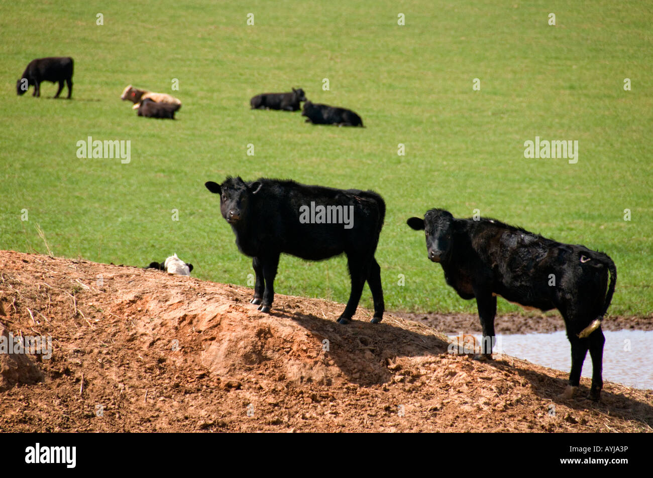 Black Angus und Hybrid-Rinder grasen auf jungen Weizen Weide und stehen auf einem tönernen Damm an einem Teich im nordwestlichen Oklahoma, USA. Stockfoto