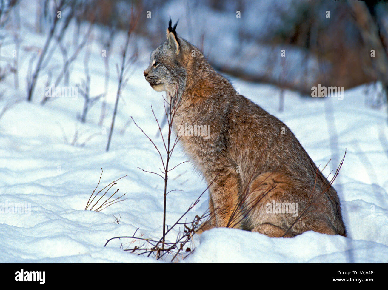 Kanadische Lynx lynx canadensis in Western Montana Modell Stockfoto