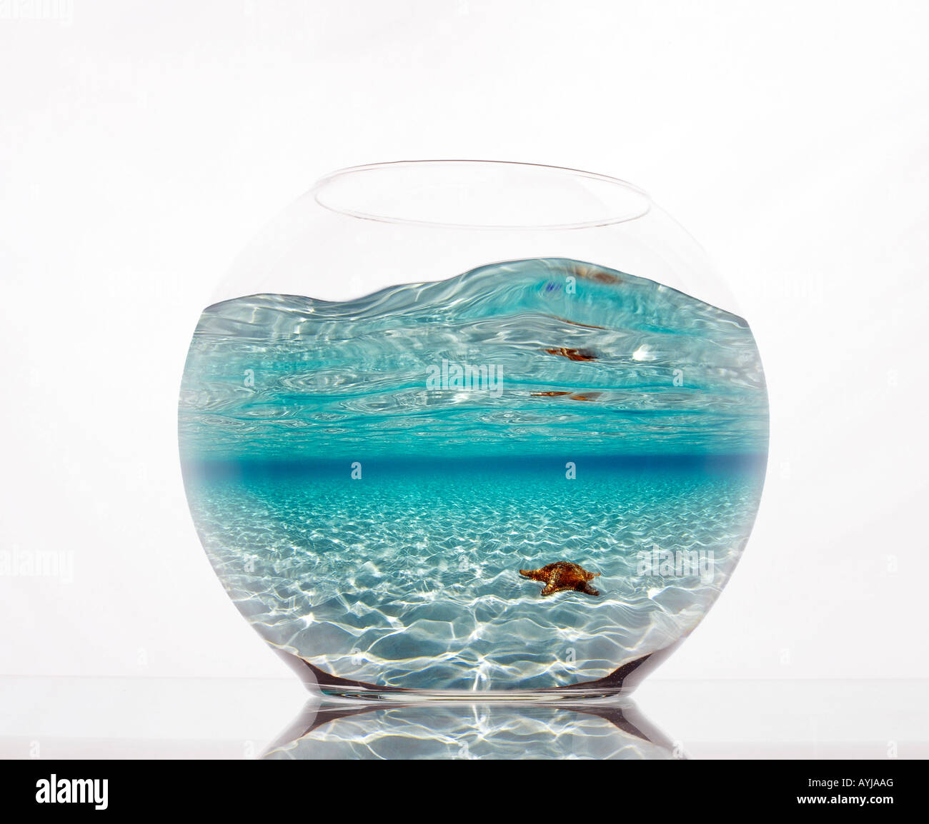 Fishbowl-Verbund mit Seestern im seichten Wasser Stockfoto