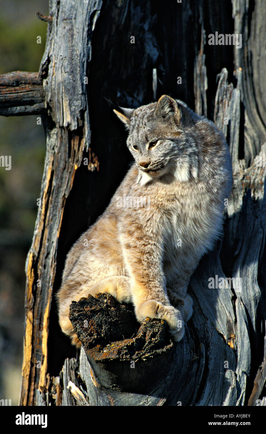 Kanadische Lynx lynx canadensis in Western Montana Modell Stockfoto