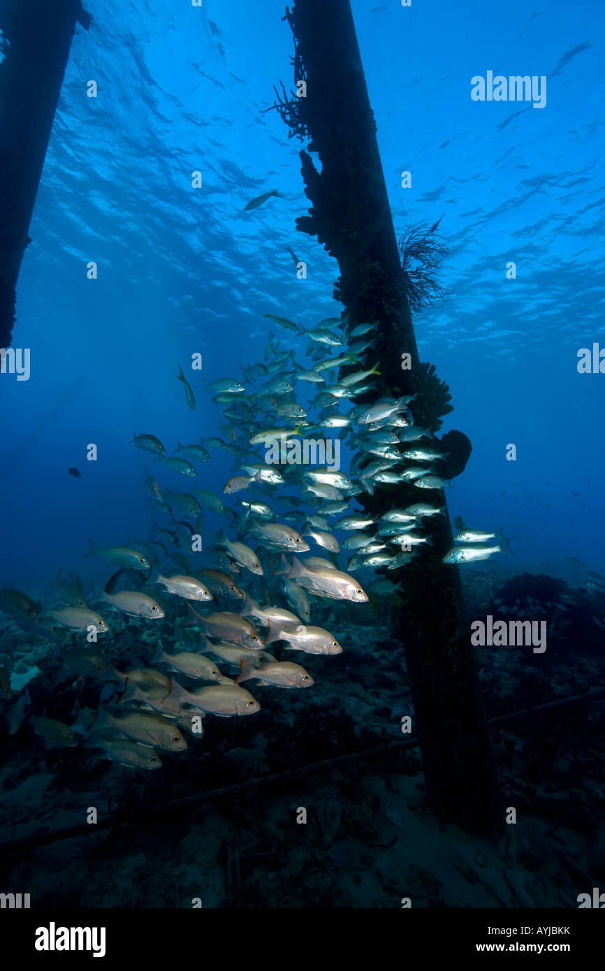 Salz Pier Struktur Pfähle und Schulbildung Fisch Bonaire Netherland Antillies Stockfoto