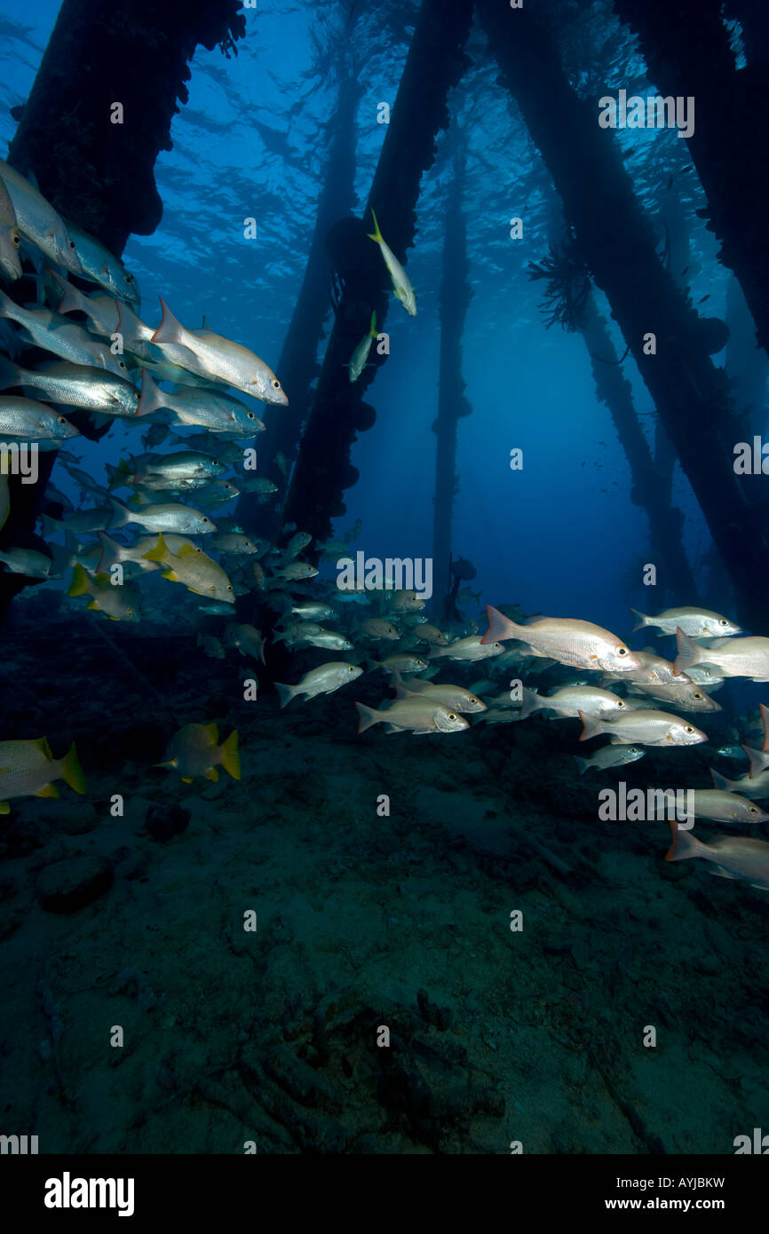 Salz Pier Struktur Pfähle und Schulbildung Fisch Bonaire Netherland Antillies Stockfoto