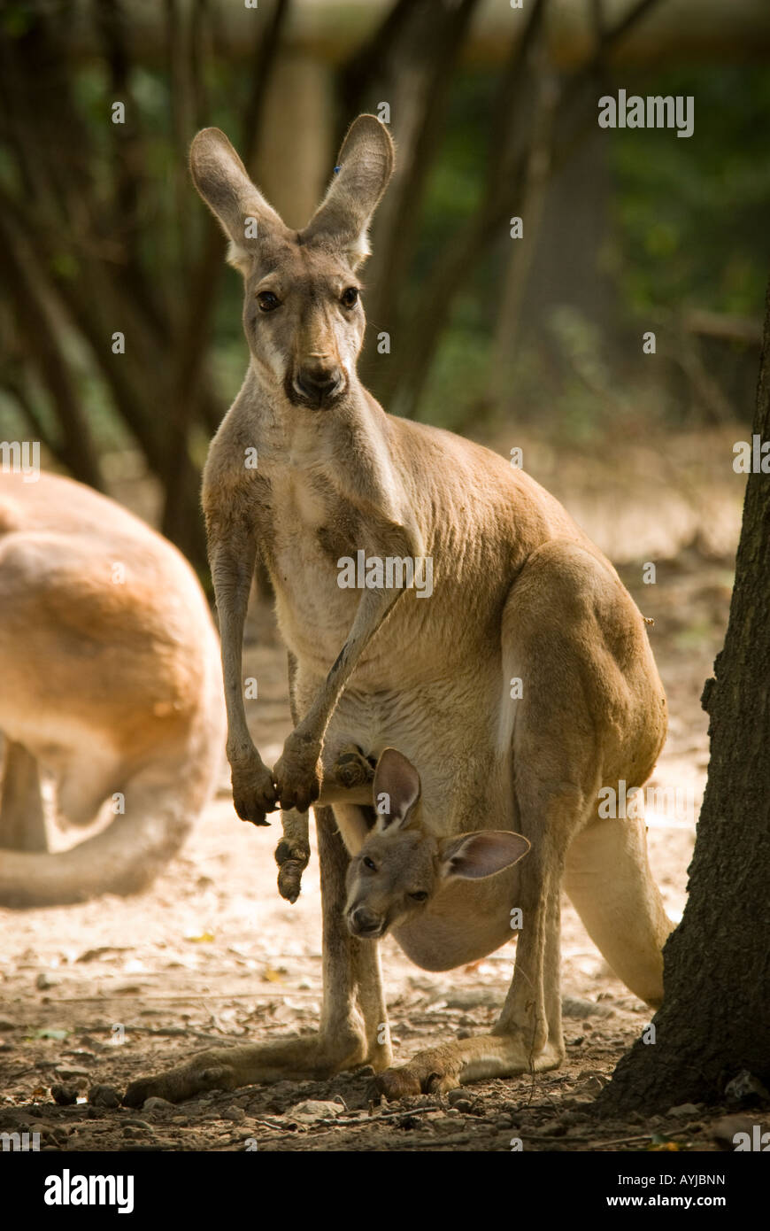 Red Kangaroo mama Stockfoto