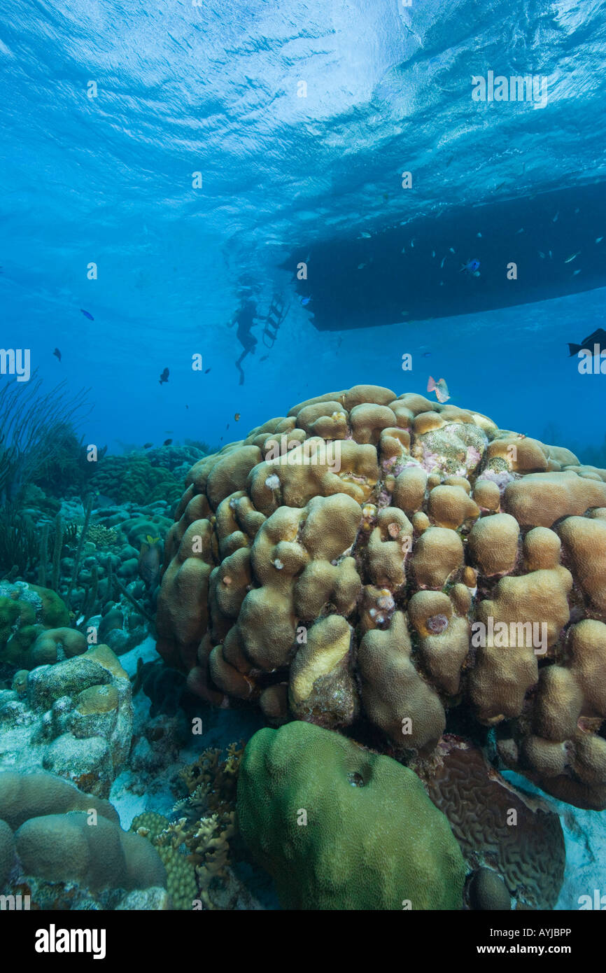 Unterwasser-Blick von Korallen und Tauchboot Bonaire Niederländische Antillen Stockfoto