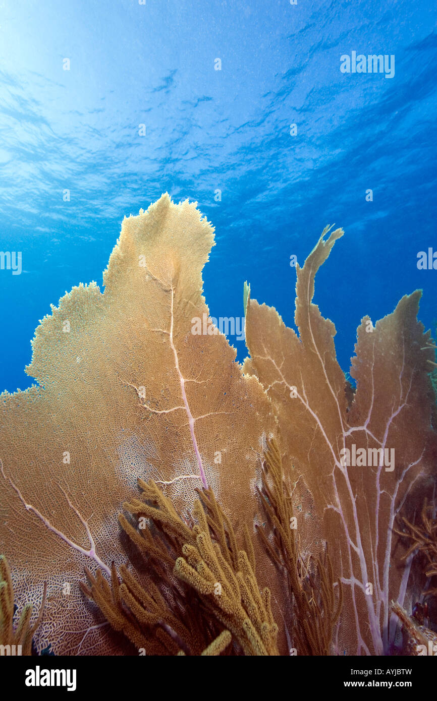 Seafan Unterwasser, Bonaire, Niederländische Antillen Stockfoto