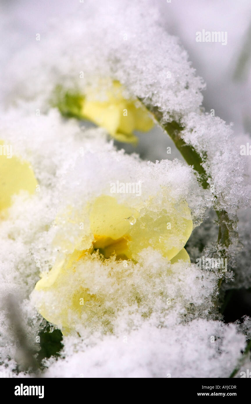 Schneebedeckte Primel Blume. Stockfoto