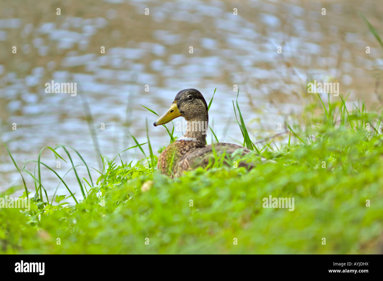 Weibliche Stockente auf ihren Eiern sitzen Stockfoto