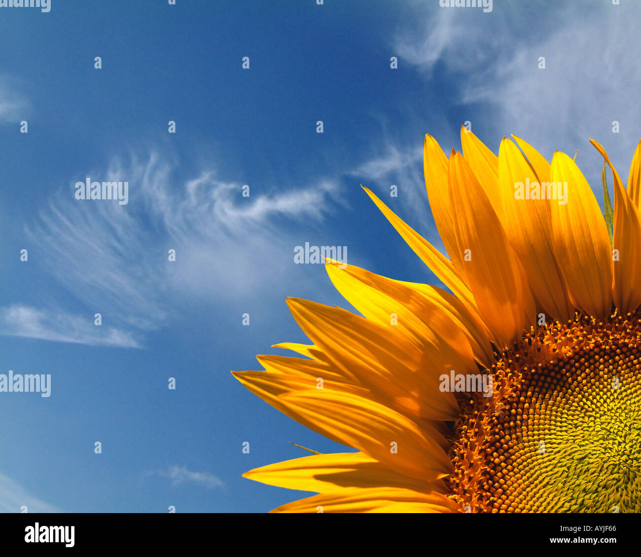 FR - PROVENCE: Sonnenblume (Helianthus Lat) Stockfoto