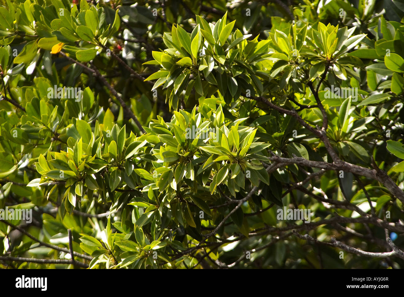 Mangrove Tree Avicennia sp Yap Mikronesien Pazifik Stockfoto