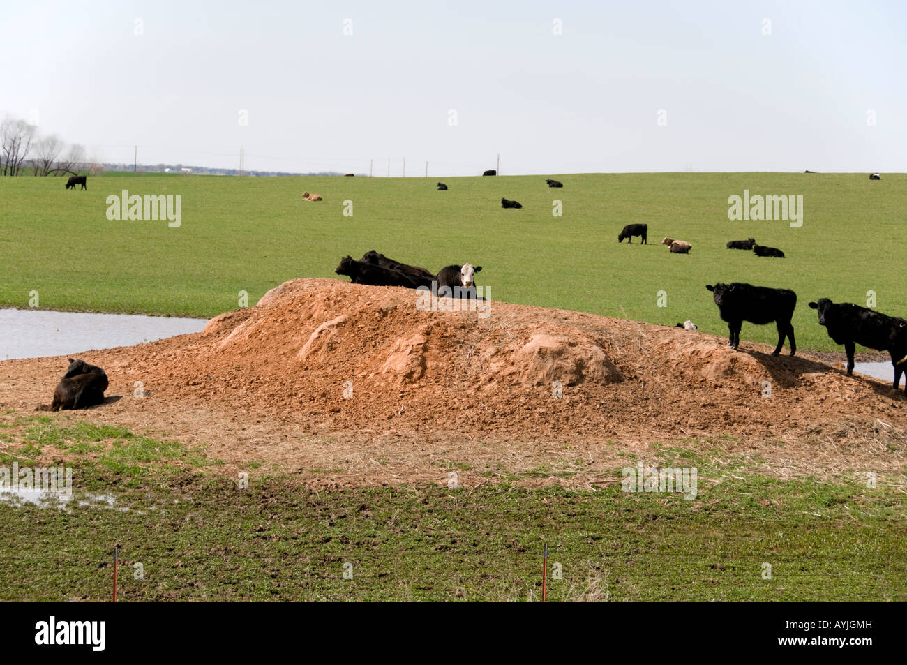 Black Angus und Hybrid Rinder grasen auf der Weide jungen Weizen und liegen auf einem tönernen Damm an einem Teich. Oklahoma, USA. Stockfoto