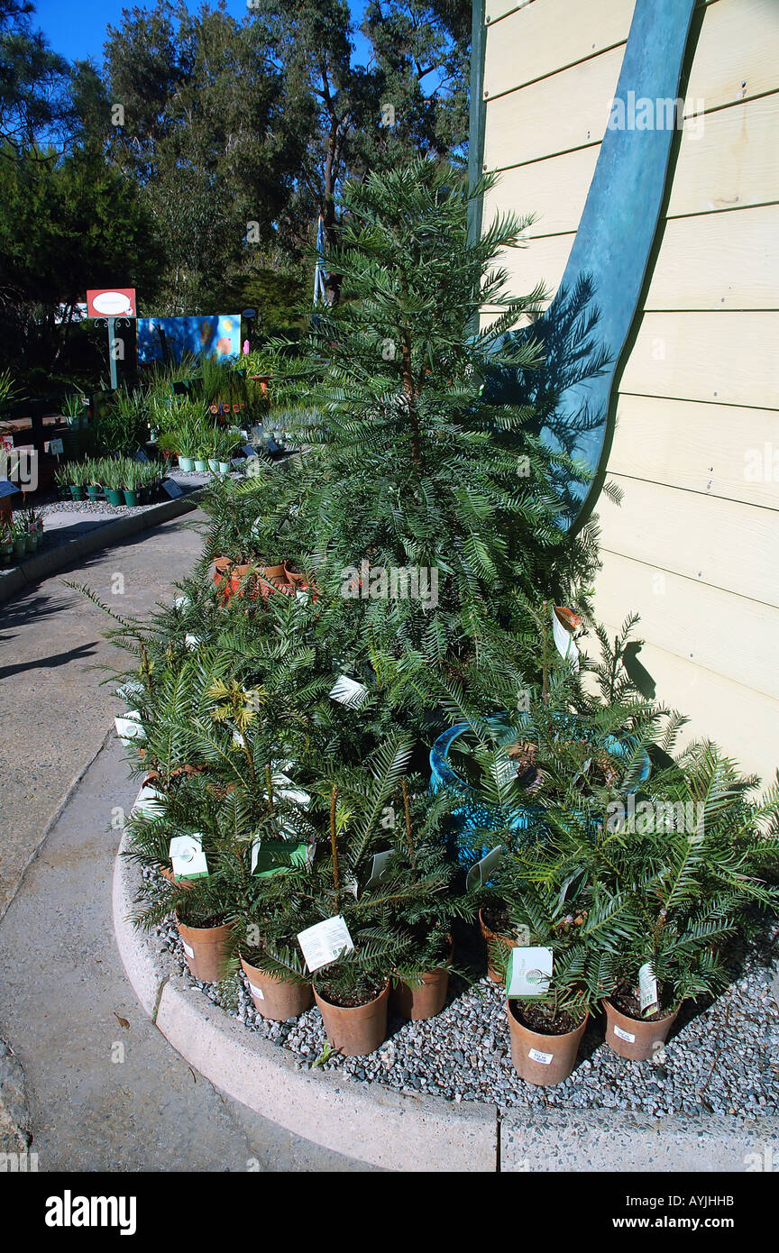 Wollemi kiefern Fotos und Bildmaterial in hoher Auflösung Alamy