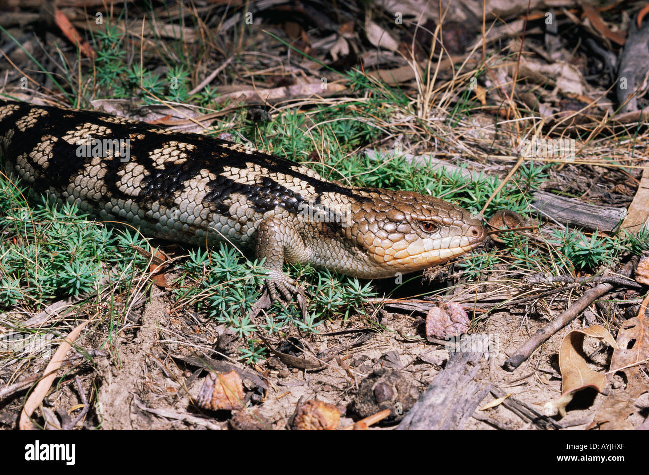 Gestromt blaue Zunge Tiliqua Nigrolutea Bilder aus dem Monat in Tasmanien Australien Stockfoto