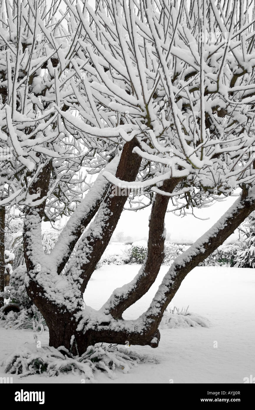 Schneebedeckte Apfelbaum im April Schneesturm Oxford Stockfoto