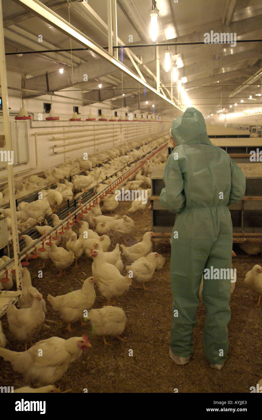 Ministerium für Landwirtschaft-offizielle Prüfung einer amerikanischen Cobb Huhn bei der Prüfung für das asiatische H5N1 Vogel-Grippe-virus Stockfoto