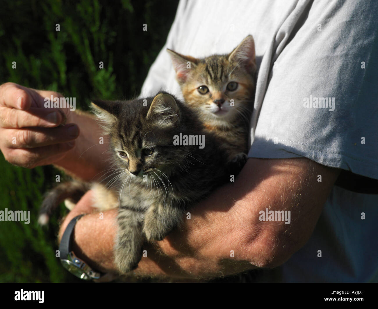 Zwei Kätzchen als Held In des Mannes Arm Stockfoto