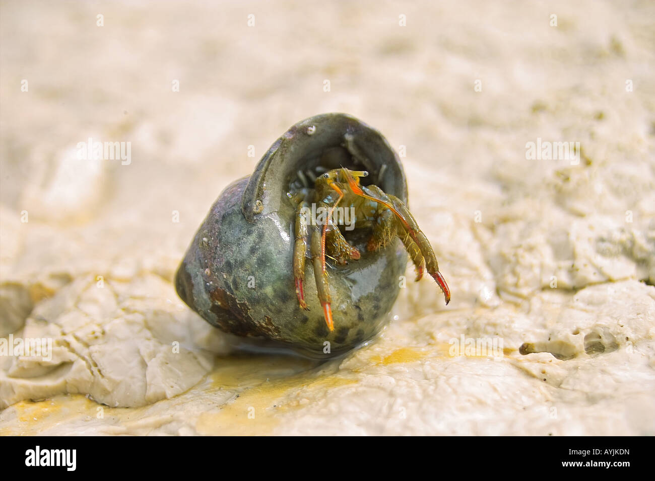 gemeinsamen Einsiedlerkrebs Stockfoto