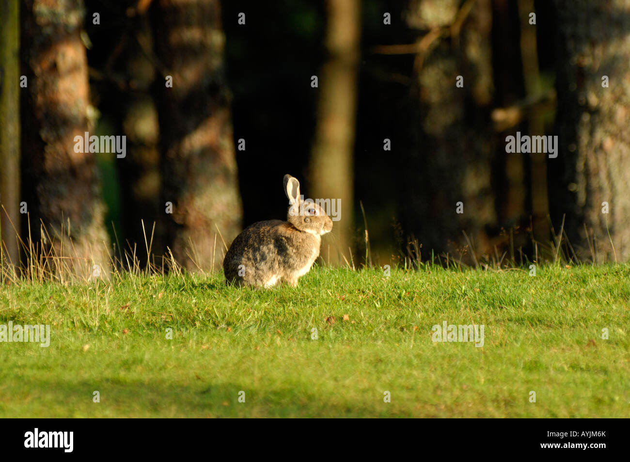 Kaninchen Oryctolagus Cunniculus Abendlicht Stockfoto