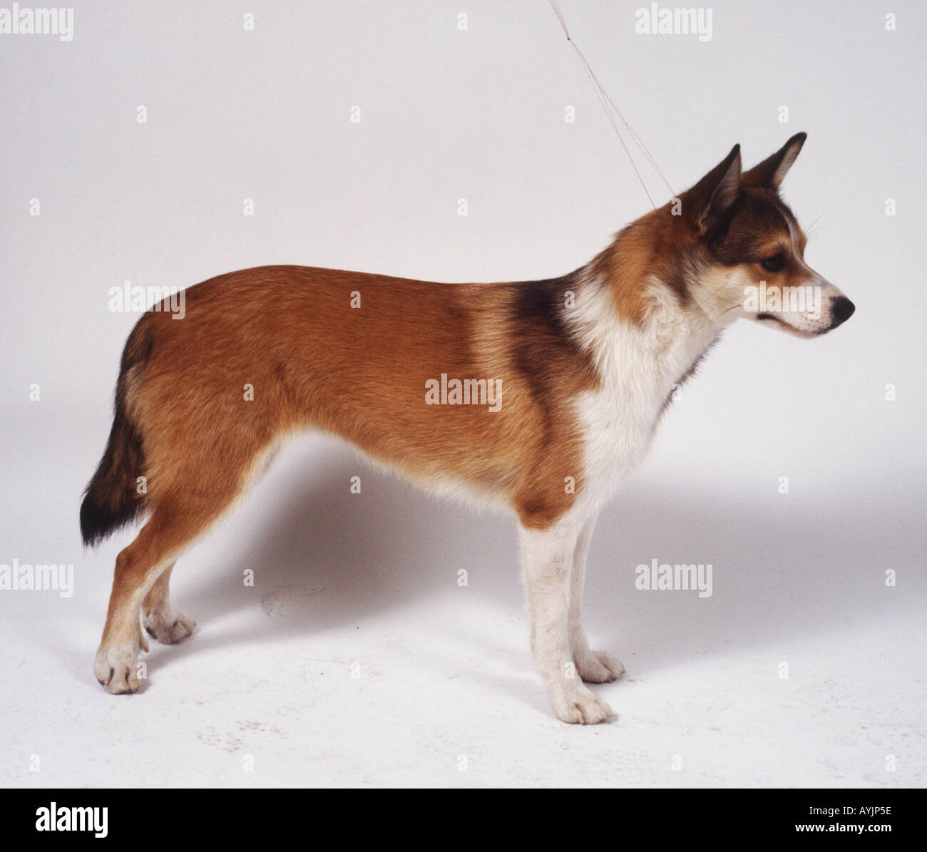 Lundehund stehen auf allen Vieren, Seite auf. Stockfoto