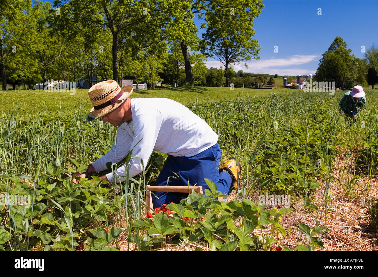 Mann Frau pflückt Erdbeeren in der Nähe von Lanesville Stockfoto