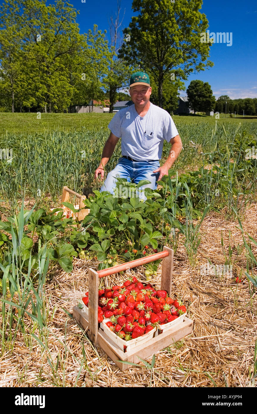 Man pflückt Erdbeeren in der Nähe von Lanesville Indiana Stockfoto