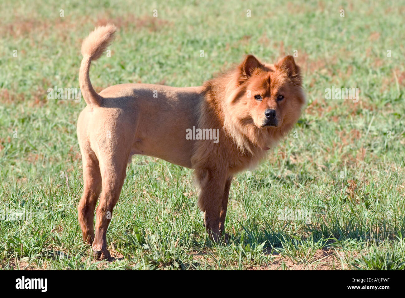 Hund wie löwe -Fotos und -Bildmaterial in hoher Auflösung – Alamy