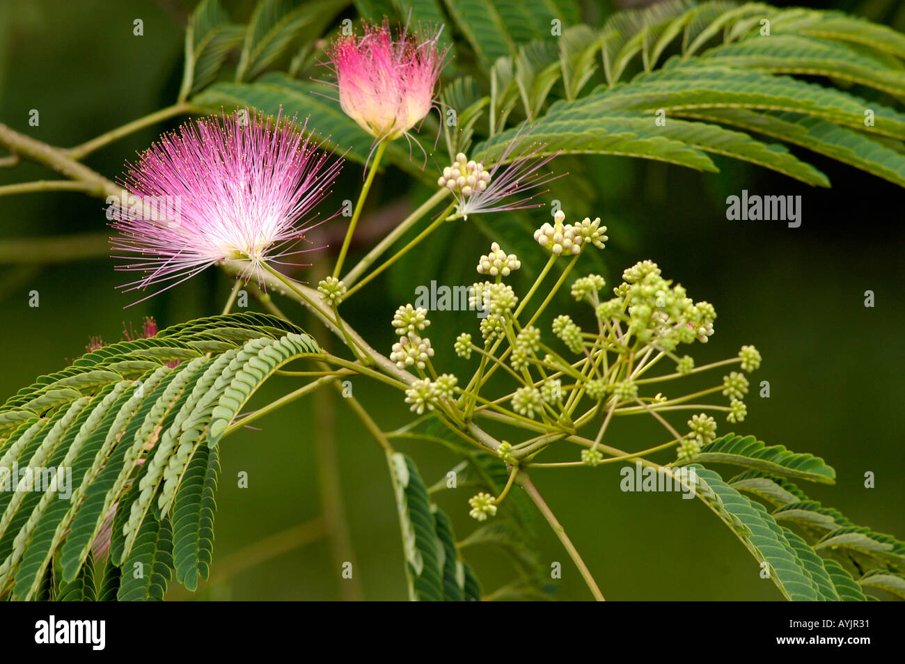 12 Semi Di Albizia Julibrissin Merlot Majik – Albero Ornamentale Dai Fiori Rossi - Foto 5