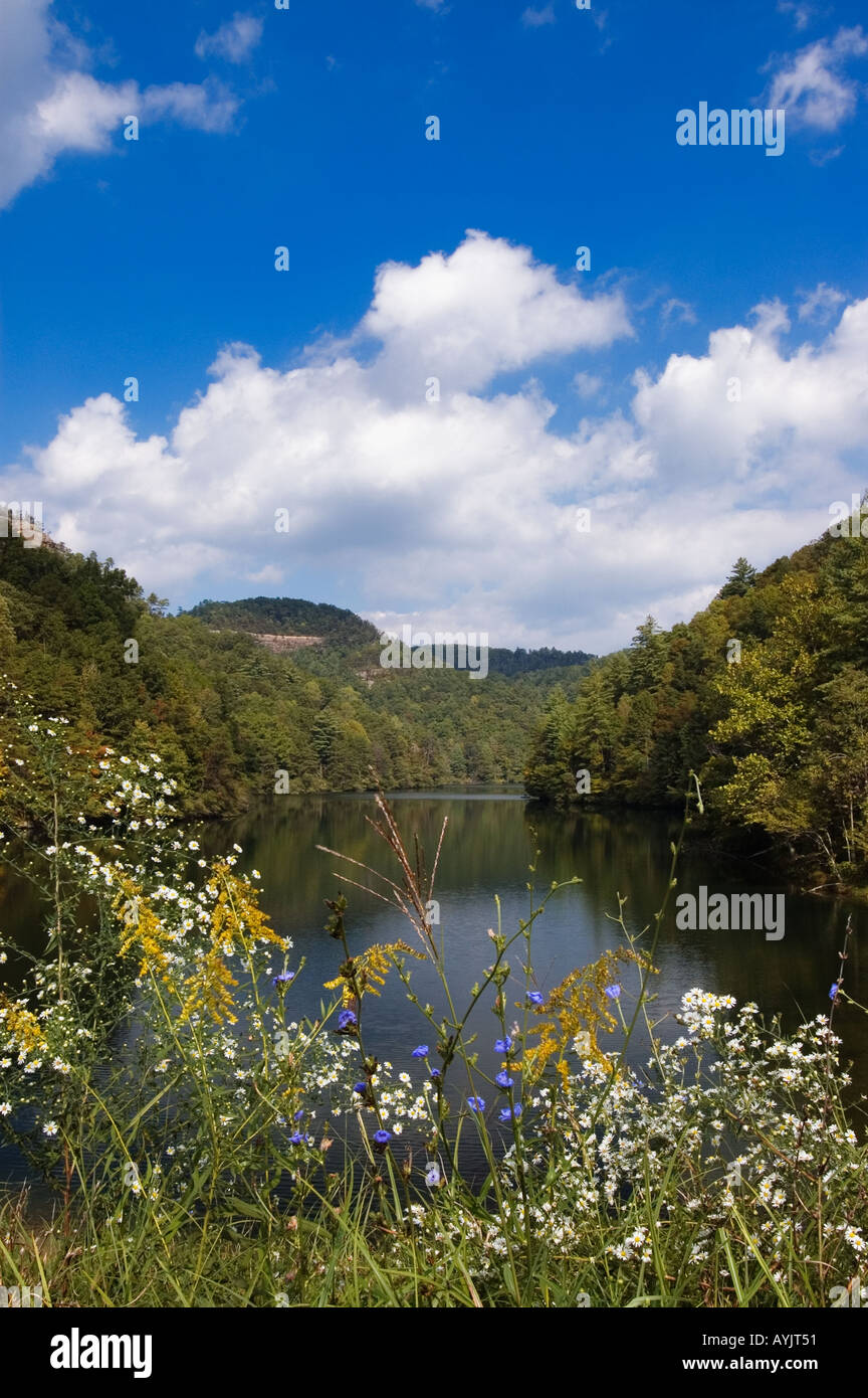 Spätsommer Wildblumen am Ufer des Mill Creek Lake Natural Bridge State Resort Park Kentucky Stockfoto