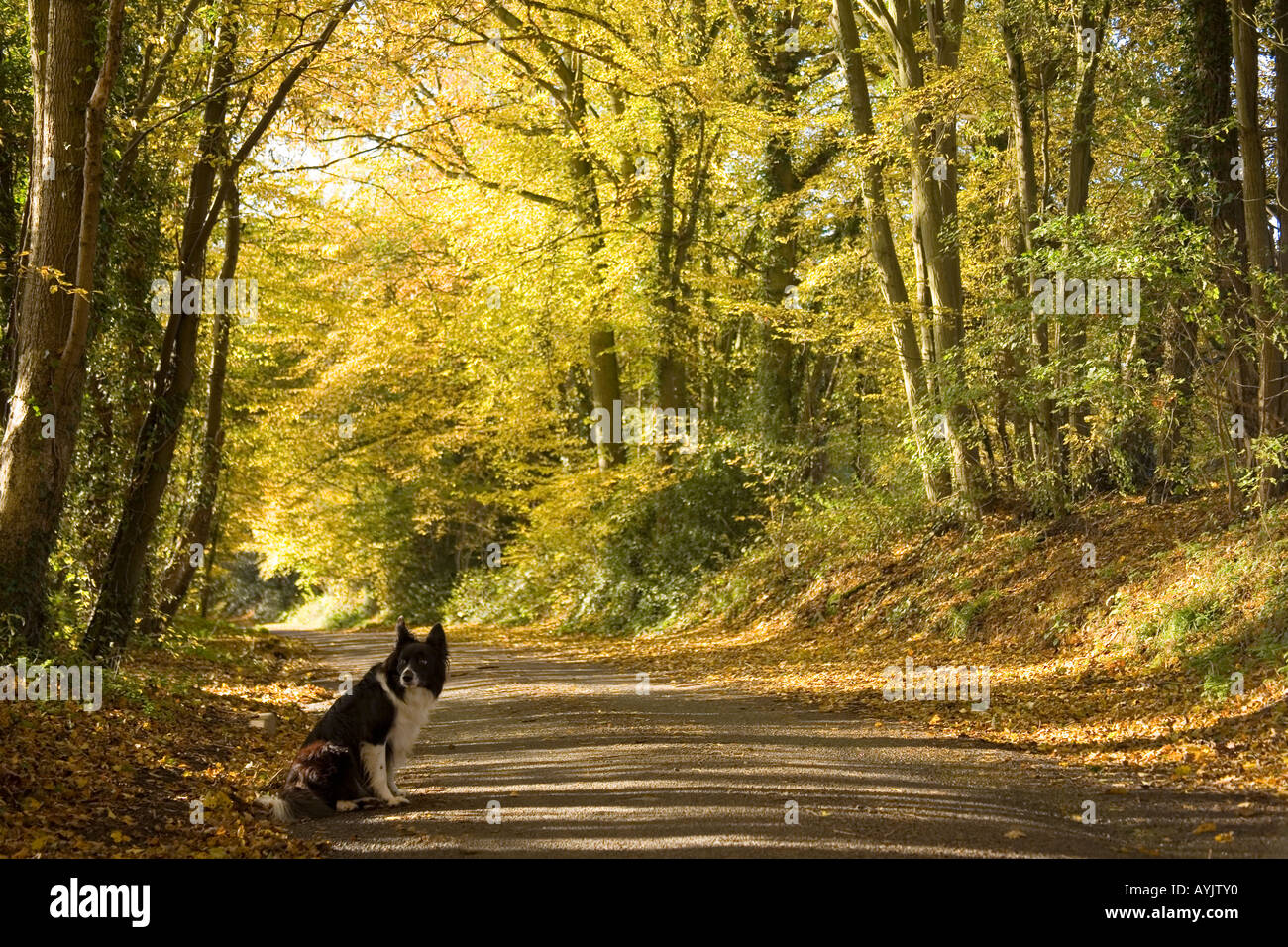 Border Collie in Feldweg von Herbst Farben Kent Stockfoto