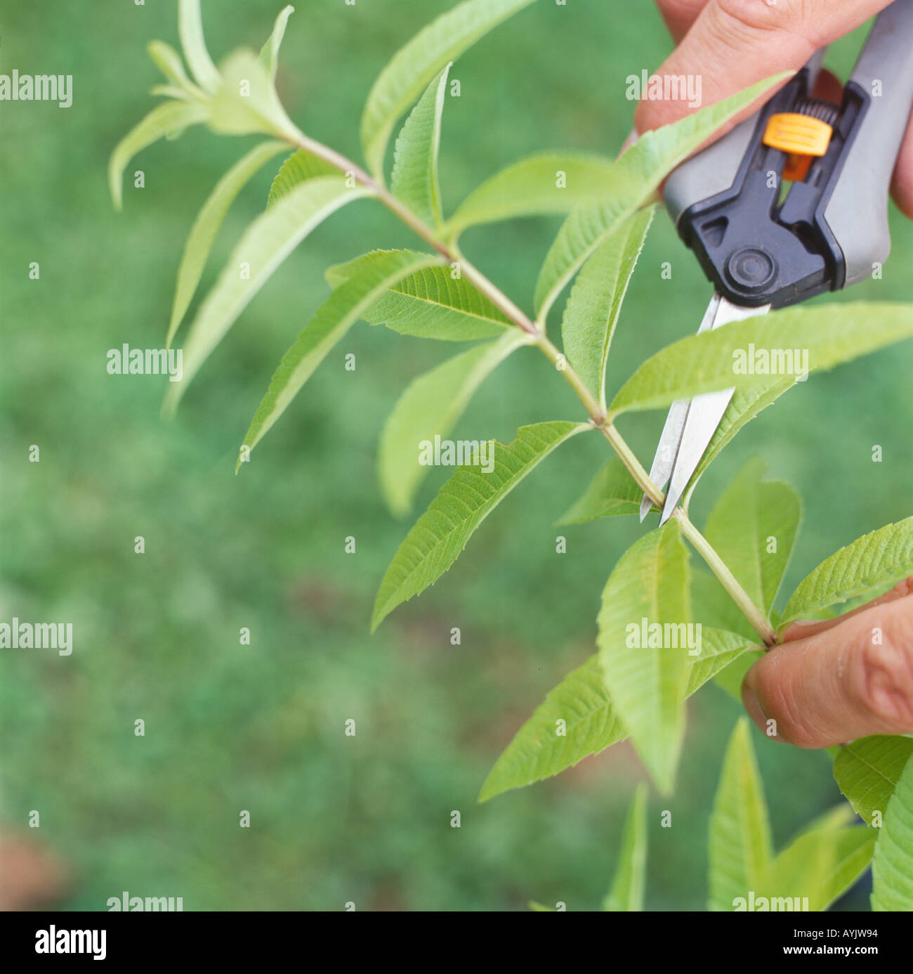Blatter Mit Speziellen Garten Schere Oregano Zu Ernten Stockfoto