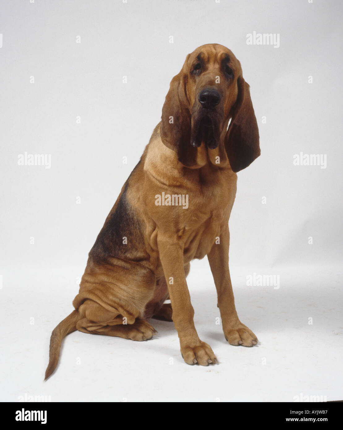 Sitzende Bloodhound in Fahrtrichtung Stockfoto