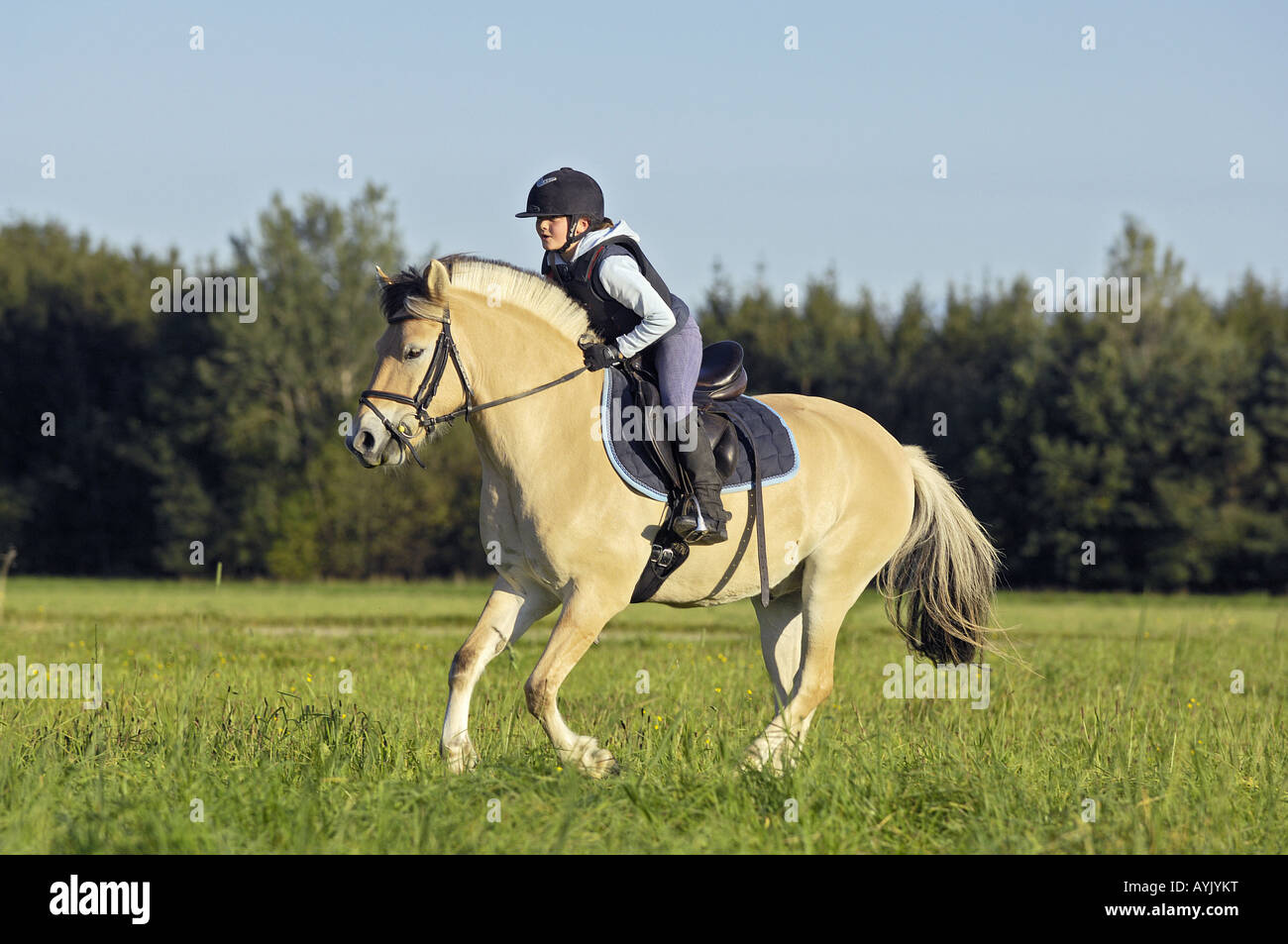 Mädchen reiten auf norwegischer Fjord Stockfoto