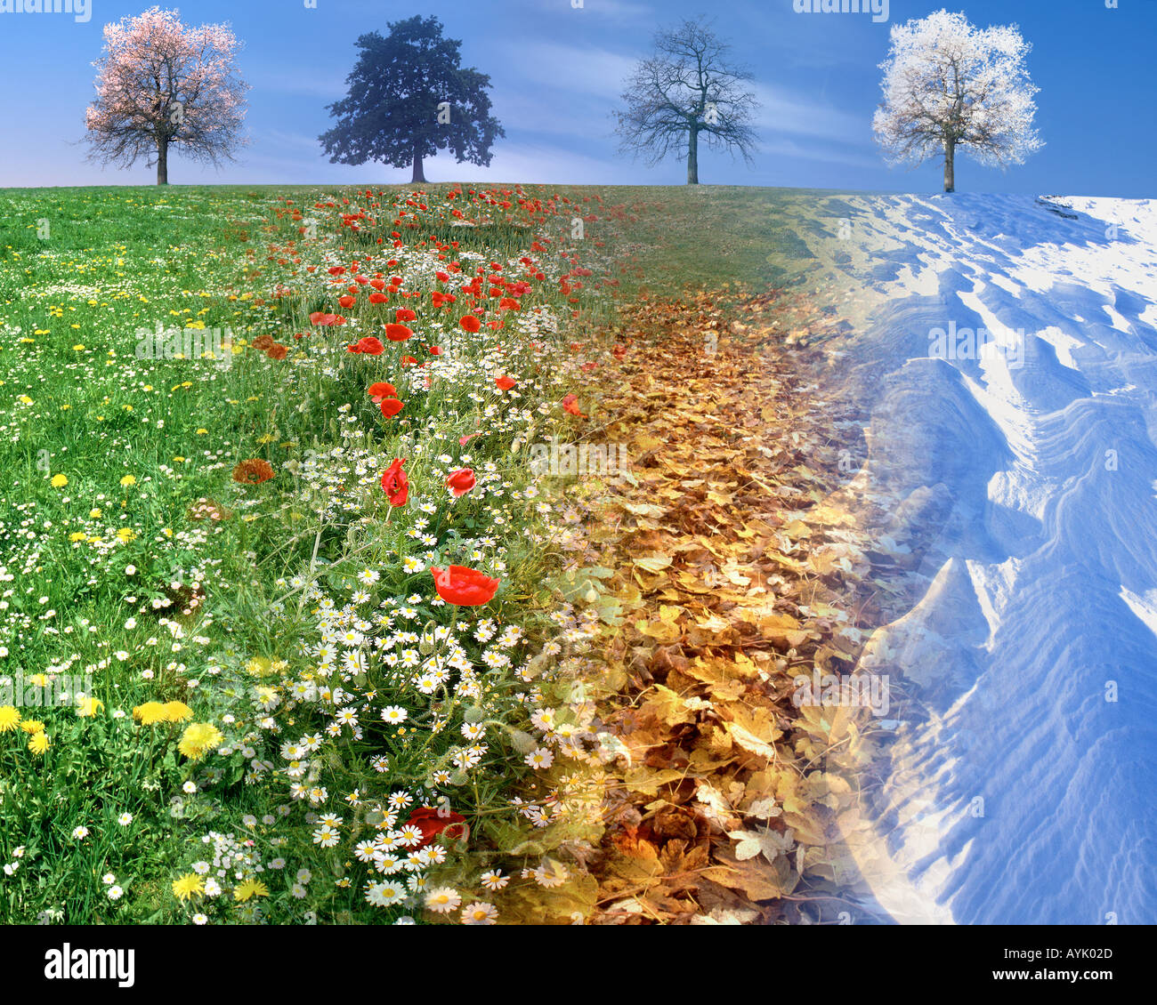Konzept-Fotografie: Die vier Jahreszeiten kombiniert in einem Bild Stockfoto