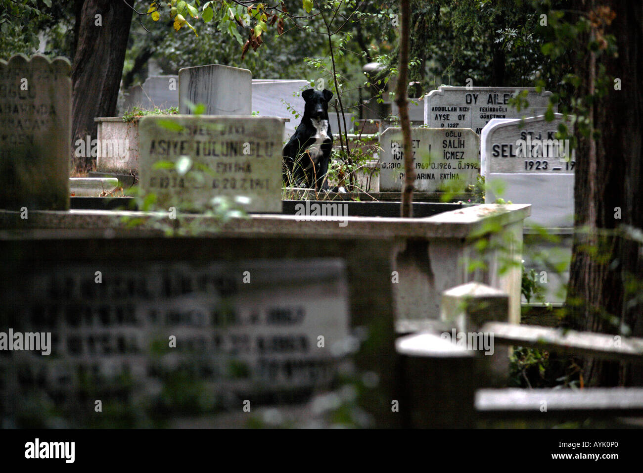 Schwarzer Hund in Karachaamet Friedhof. Üsküdar, Istanbul, Türkei Stockfoto