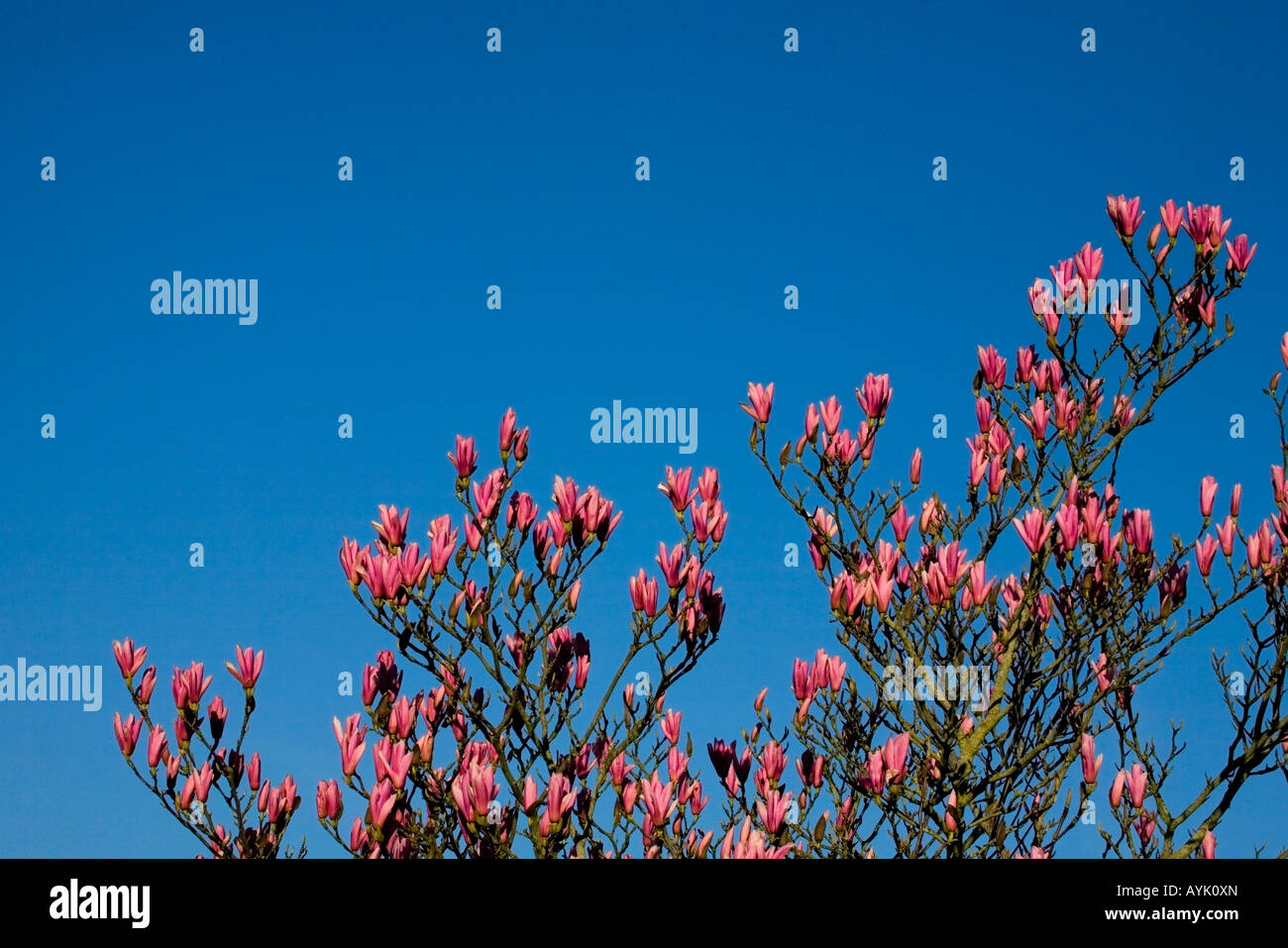 Magnolia Rutschbahnen, Frühjahr vor blauem Himmel Stockfoto