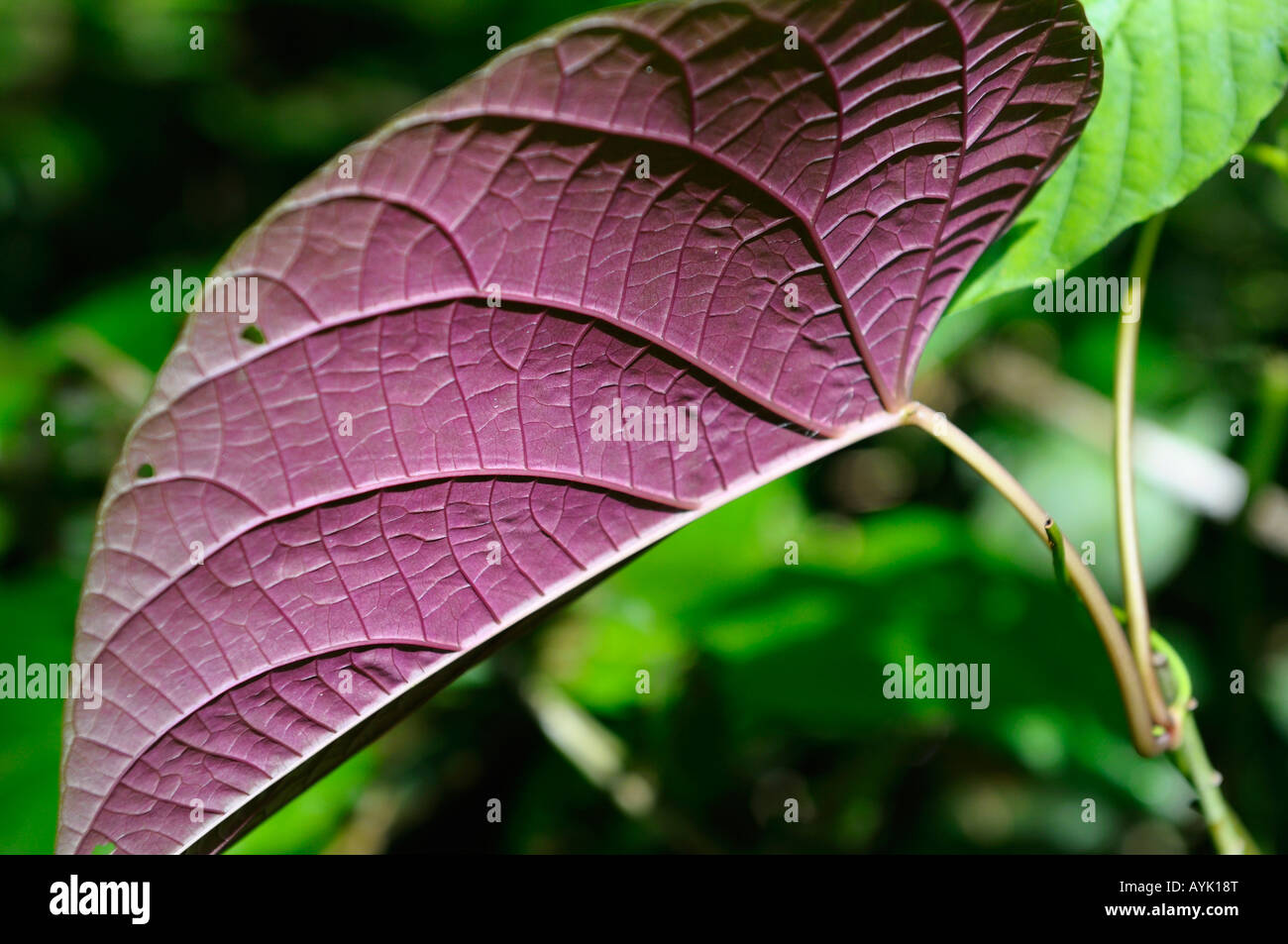 Grünes Blatt mit violetten Unterseite im Regenwald von Costa Rica in Herzform Stockfoto