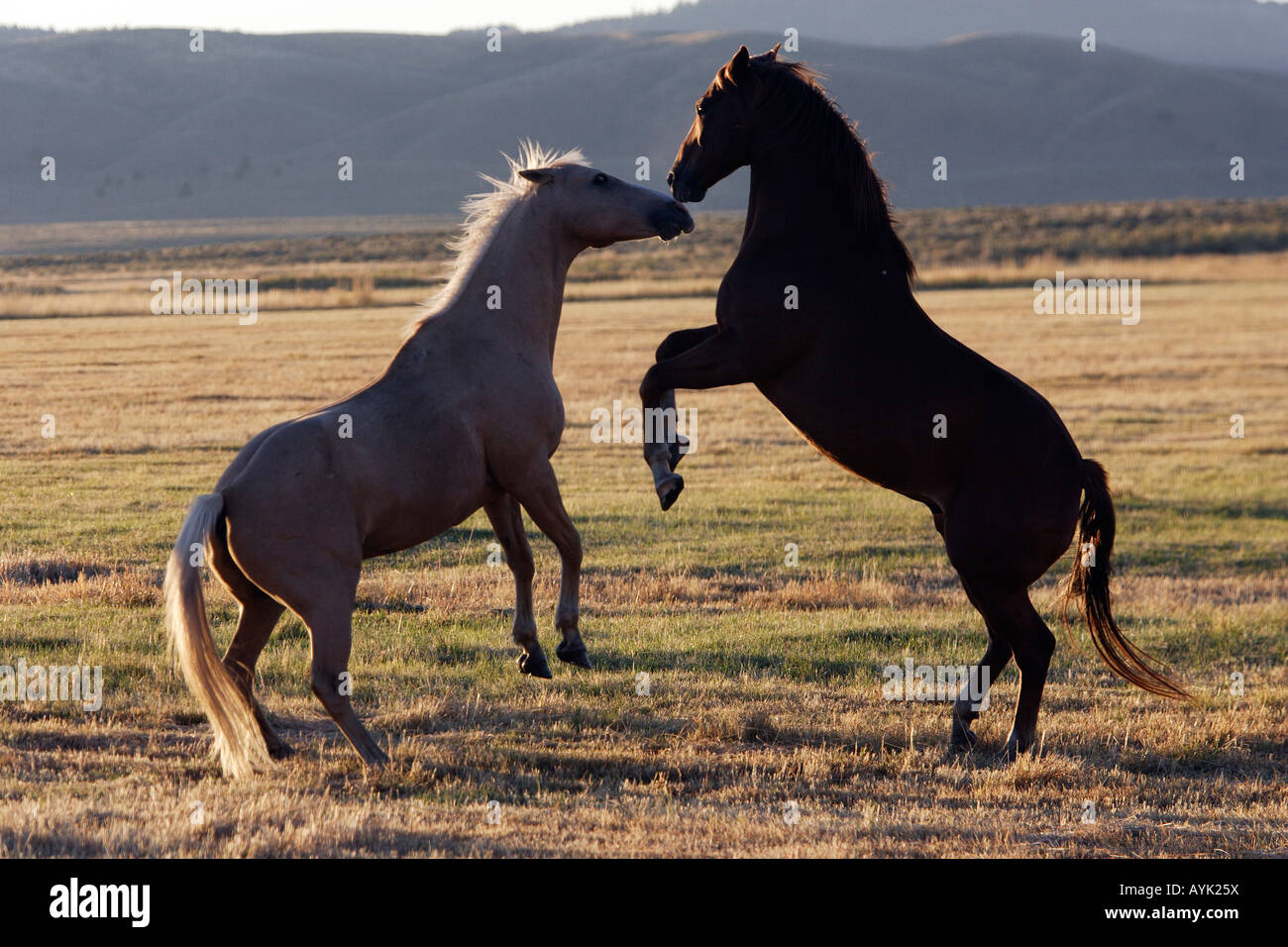Quarter Horse (Equus Caballus), zwei kämpfende Individuen Stockfoto