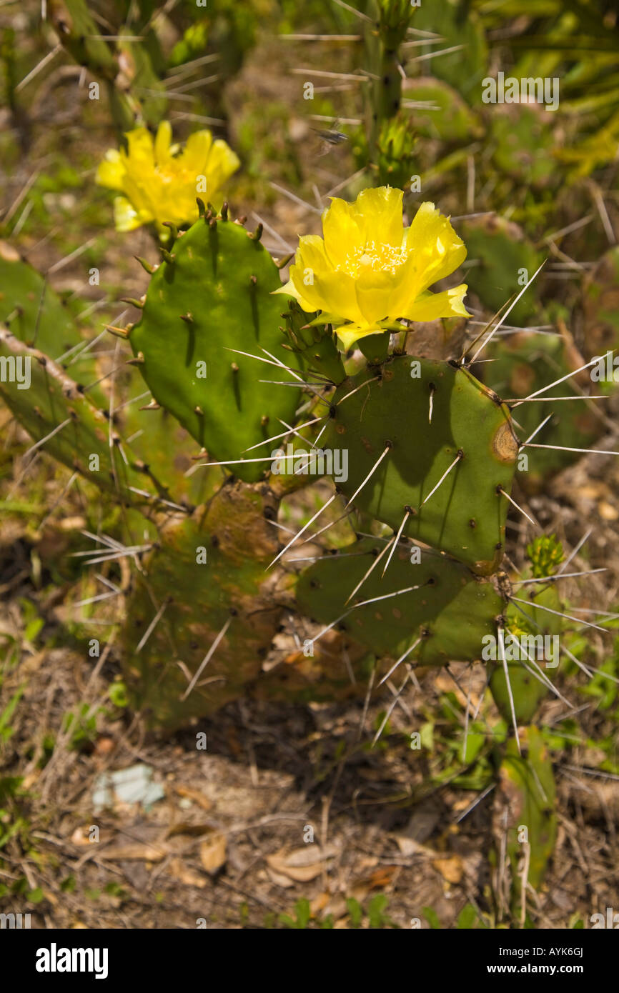 Gelbe Wild Prickly Pear Cactus in Florida USA Stockfoto