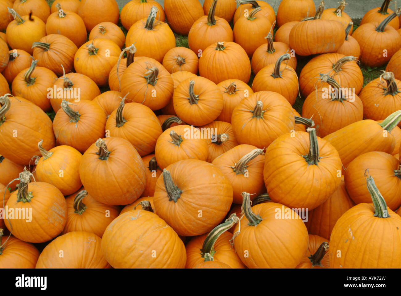 Kürbisse Kürbis-wie Squash der Gattung Cucurbita Stockfoto