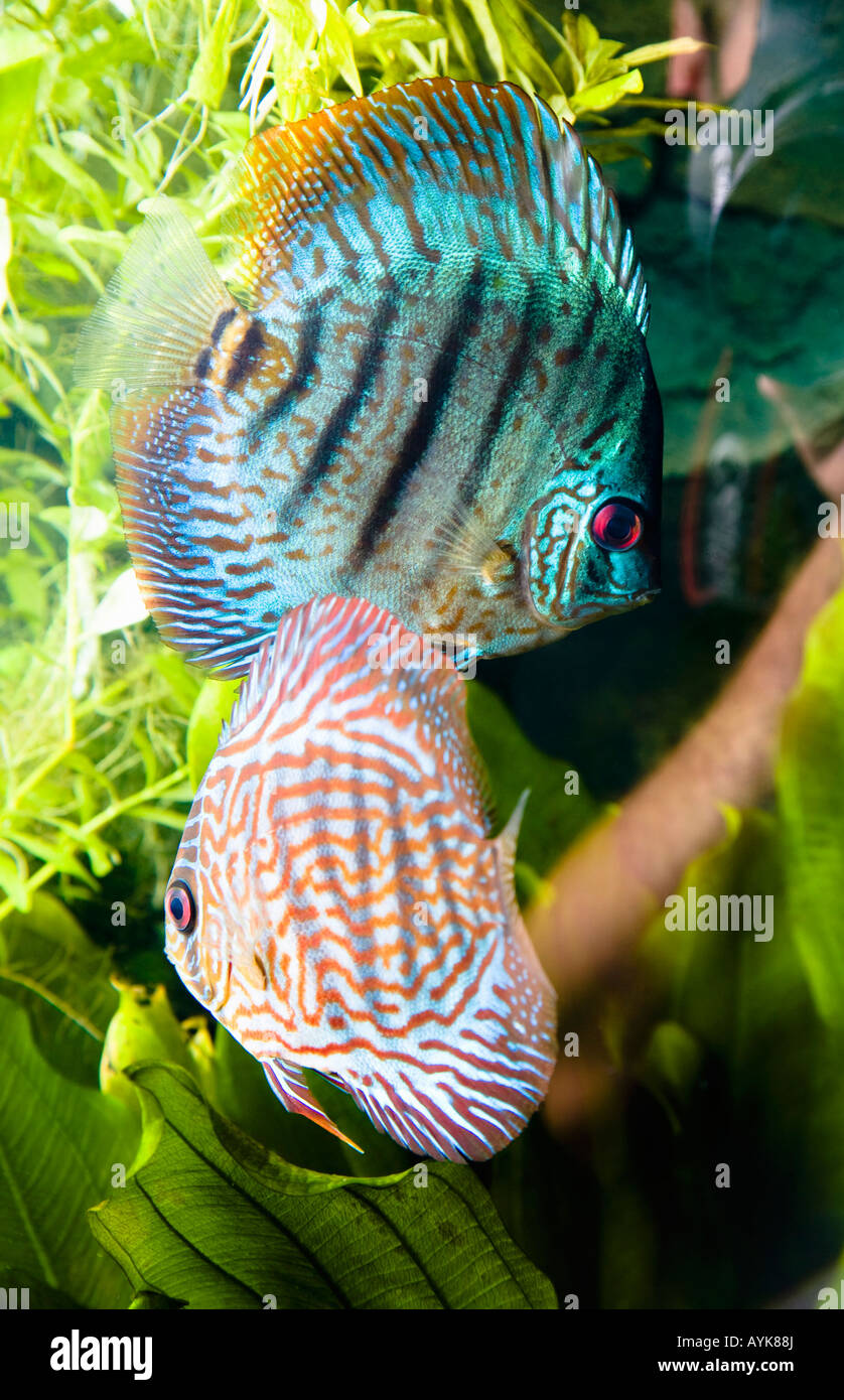 Tropische Fische Stockfoto